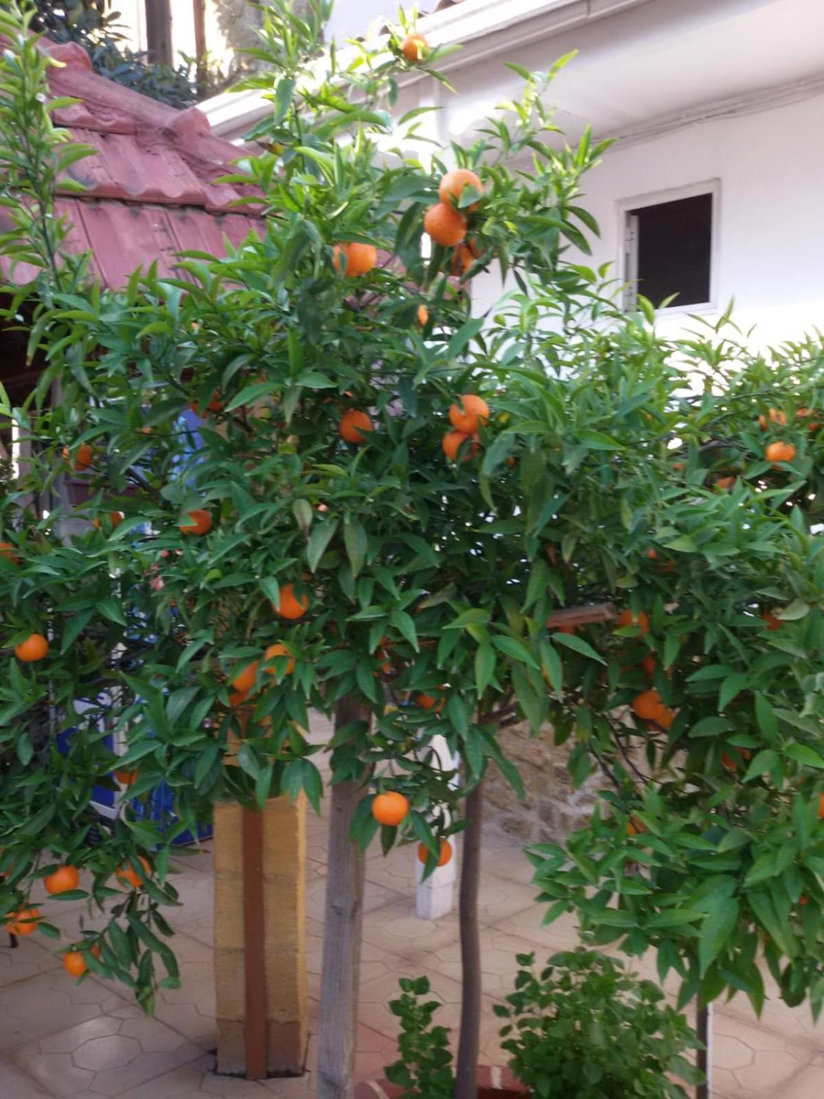 Aksaray Boutique Hotel Nicosia Luaran gambar